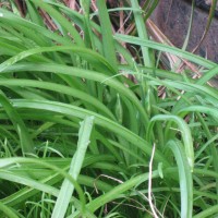 Montbretia